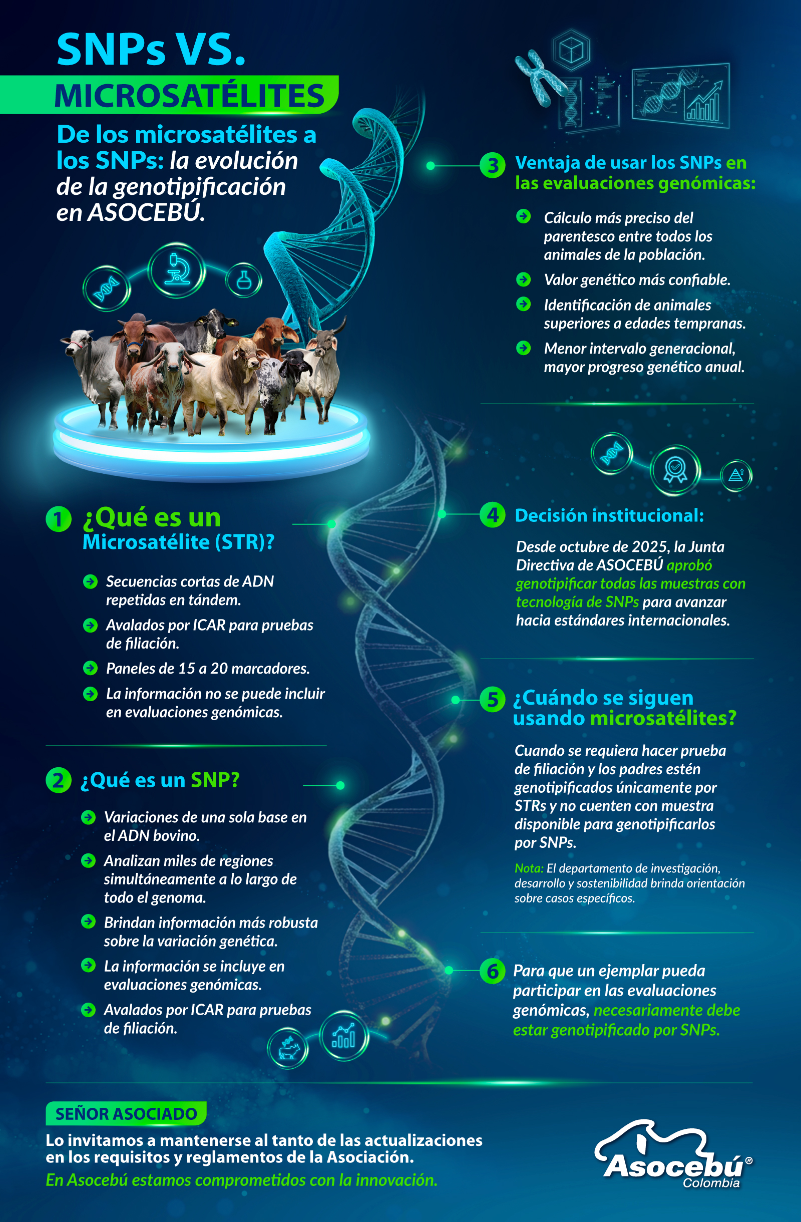 Análisis de marcadores SNP en un laboratorio de genética bovina.